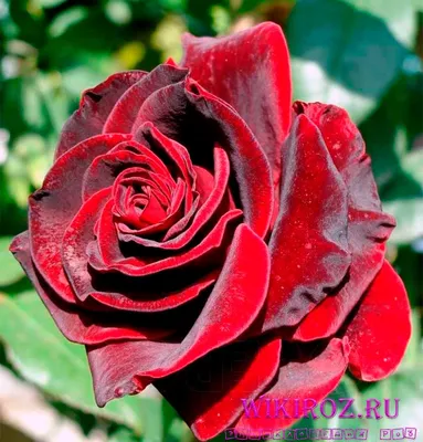 Букет 101 роза «Магия» 40 см. купить в Краснодаре с доставкой