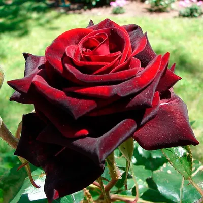 Саженцы Почвопокровной розы Сорта Санни Роуз (Sunny Rose) - Розы Почтой 23