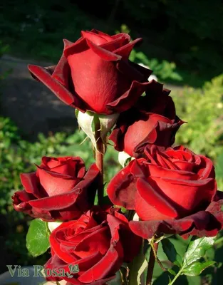 Купить Реквизит Появляющееся пламя Цветочная магия Огненная роза Факел розы  Волшебный трюк Роза Смена Розы Магия | Joom