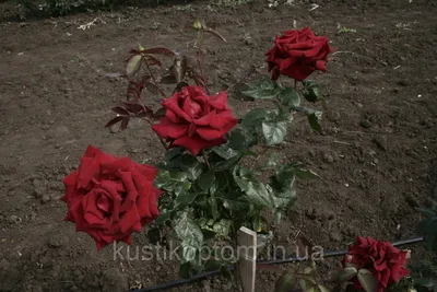 Роза Игуаза Купить саженцы в Питомнике Садовый мир в Подмосковье, цены от  650 руб