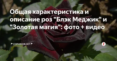Роза Чёрная магия Саженцы роз 371руб.