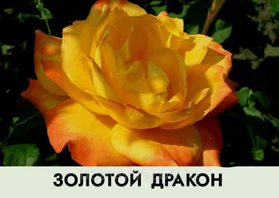 Золотая магия роза - фото и картинки: 66 штук