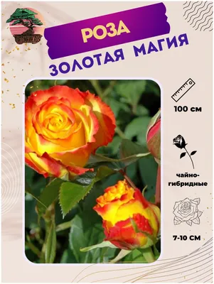 Роза Золотая Магия — купить в интернет-магазине по низкой цене на Яндекс  Маркете