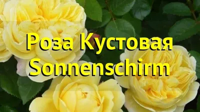 Роза Sonnensсhirm (Зоненширм): продажа, цена в Черкасской области. Рассада  и саженцы цветов от \"Цветущий сад\" - 1000162630