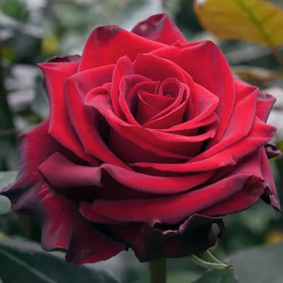 Фотографии роз: увлекательное путешествие в мир цветов