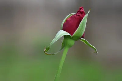 Изящество и привлекательность роз: скачивайте и наслаждайтесь!
