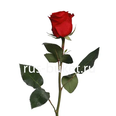 Фото розы - нежность в одном кадре