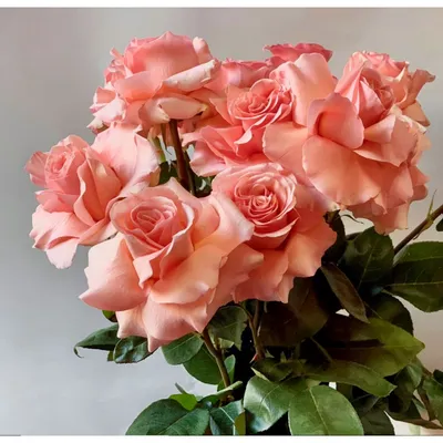 Роскошные розы скачать бесплатно: наслаждайтесь красотой в высоком разрешении