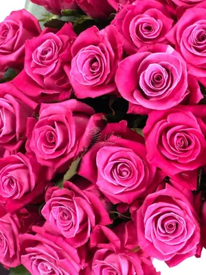 Розы: идеальный фон для вашего монитора