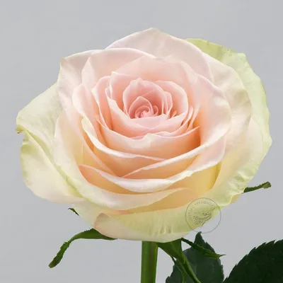 Картина природы: фото роз, которые перенесут вас в чарующий мир цветов