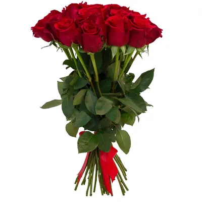 Лучшая коллекция роз: изображения в высоком разрешении для вашего выбора