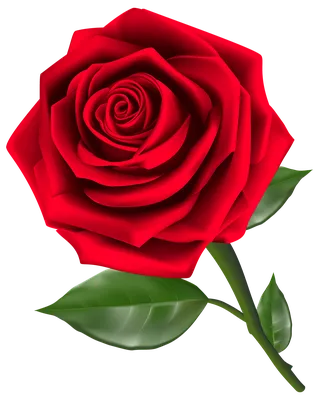 Роскошные розы: бесплатная загрузка в хорошем качестве