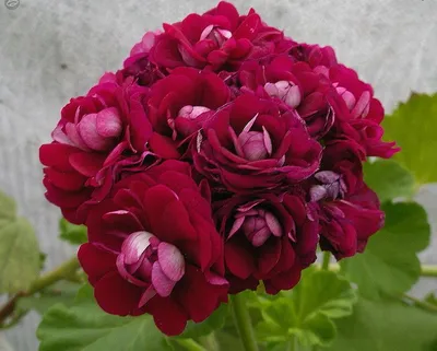 Купить Семена Пеларгония розебудная зональная Плам Рамблер 4 шт от 223 руб.