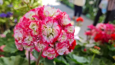 Пеларгония розебудная красная — Жизнь Растений
