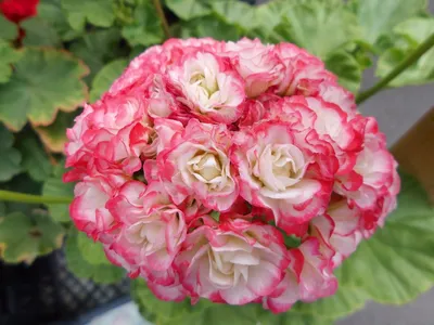 Купить Семена Пеларгония розебудная зональная Денис 4 шт от 223 руб.