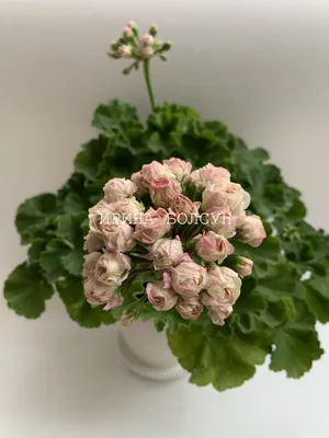 Розебудная пеларгония (герань) красно-розовая | Герань (Pelargonium)