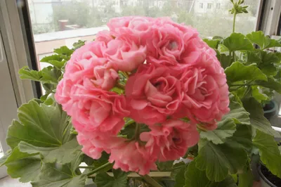 Пеларгония розебудная Astrid в горшке d-12 см - купить в Москве: цена 999  руб. Фото, описание, технические характеристики, отзывы.