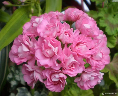 Розебудная герань обильно цветëт …» — создано в Шедевруме