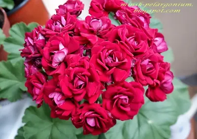 Розоцветные пеларгонии (герани) - «Swanland Pink и Apple Blossom Rosebud  розебудная пеларгония мои наблюдения» | отзывы