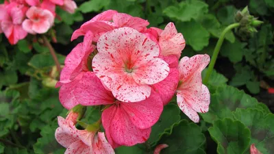 Очень красивая розебудная пеларгония (герань): 1 200 тг. - Комнатные  растения Кокшетау на Olx