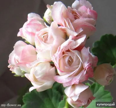 Пеларгония розебудная d12 Tim в Москве и области – купить по низкой цене в  интернет-магазине Дарвин