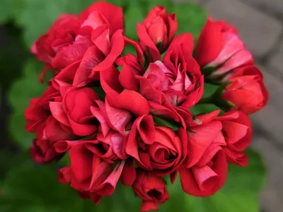 Пеларгония Красная розебудная | купить саженцы в интернет магазине  Сады-Эдема