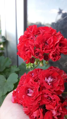 Зональная Розебудная пеларгония - Millfield Rose