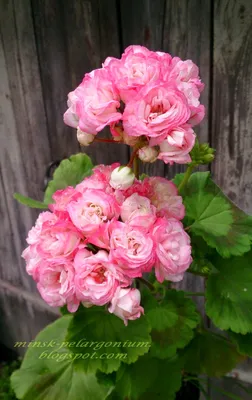 Розебудная пеларгония (герань) Apple Blossom Rozebood фото + описание |  Герань Пеларгония | Дзен