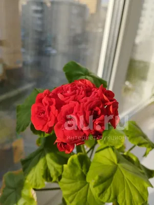 Продам комнатный цветок Пеларгония розебудная (Герань): №112882934 —  комнатные растения в Конаеве — Kaspi Объявления