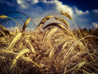 картинки : People in nature, небо, рожь, ячмень, Продовольственное зерно,  Орда, Природный ландшафт, Emmer, растение, поле, Трава семьи, Khorasan  wheat, Солод, трава, зерновой, Урожай, дурум, сельское хозяйство,  Эйнкорн-пшеница, облако, Тритикале ...