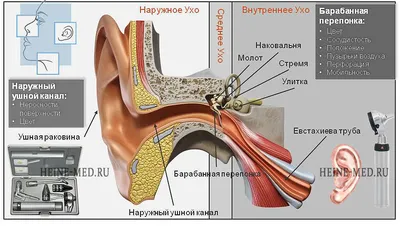 Наружное ухо