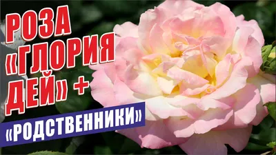 Саженцы роз Глория Дэй (Gloria Dei) (ID#734700682), цена: 100 ₴, купить на  Prom.ua