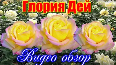 Дорис Дей - Narciso Flowers