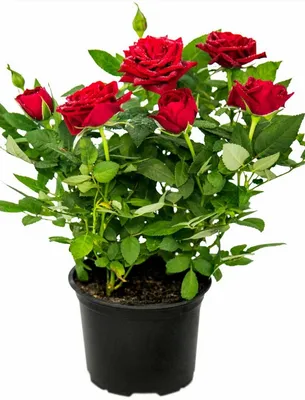 Купить Букеты с хризантемами Букет «Рози» в Ступино - «Твои Цветы»