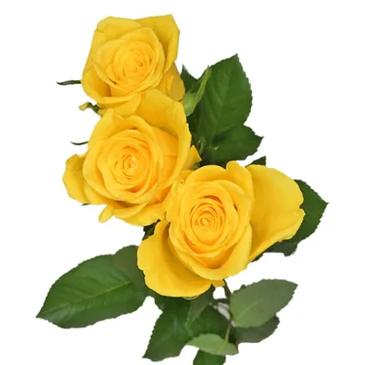 Заказать Розы | Букет из красной розы 60см (Эквадор) 51шт. с бесплатной  доставкой | Katty Art Flowers