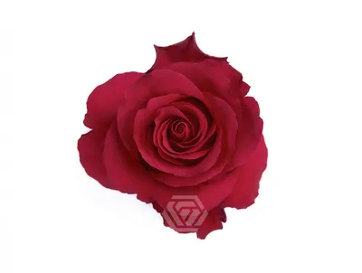 Красные розы с конфетами - 41 шт. за 8 090 руб. | Бесплатная доставка  цветов по Москве