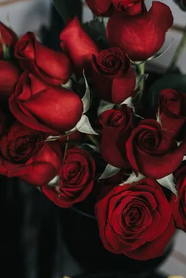 Купить 21 красную метровую розу с доставкой по городу Днепр в ➜  Royal-Flowers