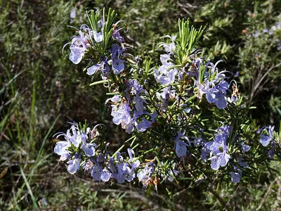 Розмарин лекарственный (Rosmarinus officinalis)