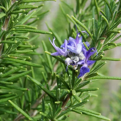 Розмарин лекарственный Blue Winter - Розмарин - GardenPlants