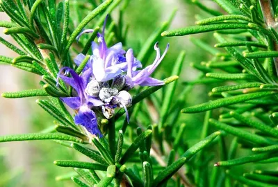 Купить оптом Розмарин лекарственный ( Rosmarinus Officinalis ) W 14 см H 35  см