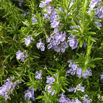 Розмарин лекарственный (Rosmarinus Officinalis)