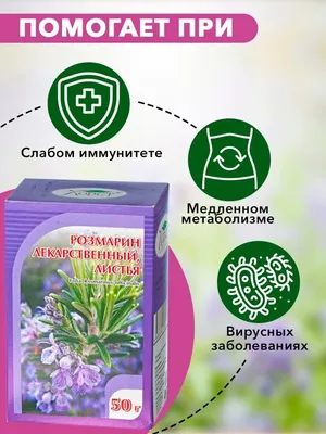 Розмарин лекарственный (Rosmarinus officinalis) — путеводитель по отдыху в  Крыму