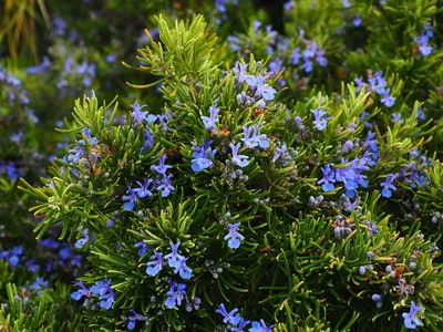 Розмарин лекарственный Rosmarinus officinalis 2л/3л — цена в LETTO