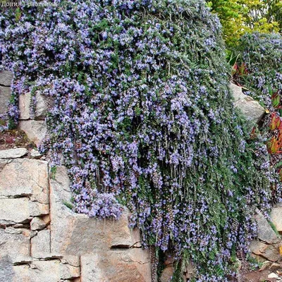 Розмарин лекарственный (Rosmarinus officinalis)