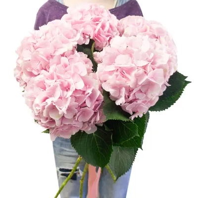 Розовая гортензия по цене 615 ₽ - купить в RoseMarkt с доставкой по  Санкт-Петербургу