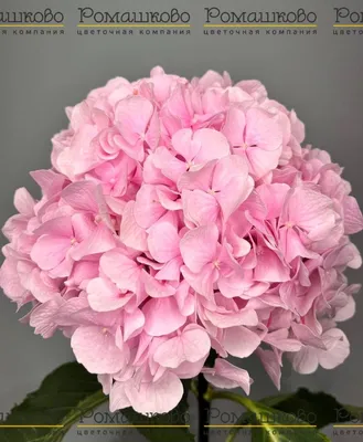 Гортензия розовая - «Трансформация в цвете. Как моя розовая гортензия стала  небесно-голубой! » | отзывы