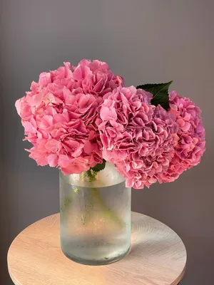 Древовидная гортензия с розовым цветением: популярные сорта
