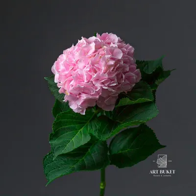 Гортензия крупнолистная розовая (Hydrangea macrophylla Pink) — купите  саженцы в контейнере в Краснодаре - Прекраснодар — садовый центр в  Краснодаре