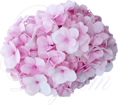 Купить гортензию розовую в Екатеринбурге с доставкой