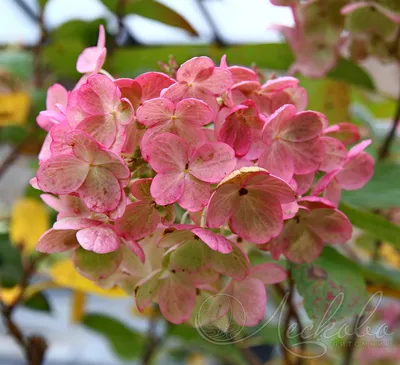 Using Hydrangea Fertilizer - When and How To Fertilize Hydrangea |  Gardening Know How